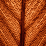 Energie & Vitaliteit